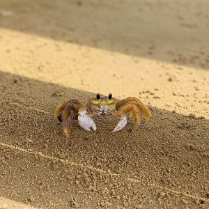 PLAYA BAGDAD MATAMOROS